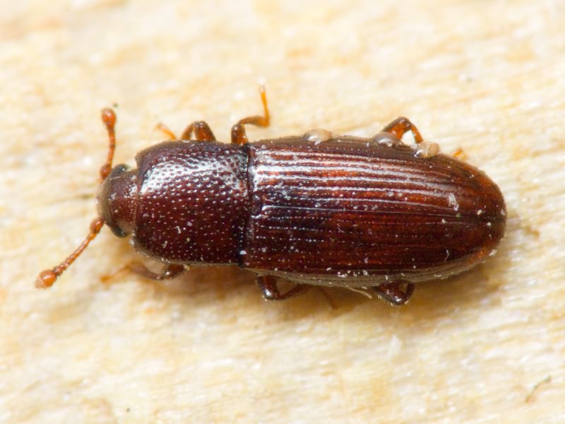 Cerylon ferrugineum Stephens, 1830